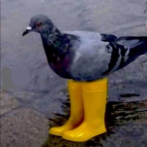 Meet your Posher, Justin